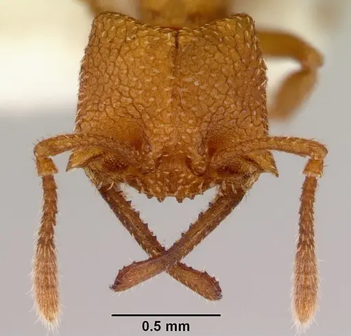 Mystrium camillae - CASENT0172332