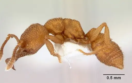 Mystrium camillae - CASENT0172332