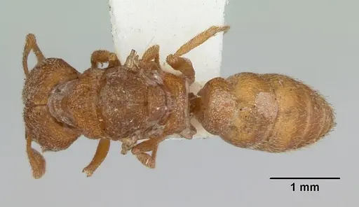 Mystrium camillae - CASENT0172601