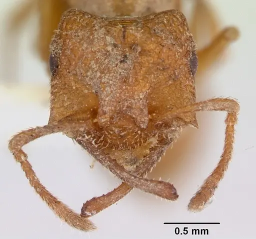 Mystrium camillae - CASENT0172601