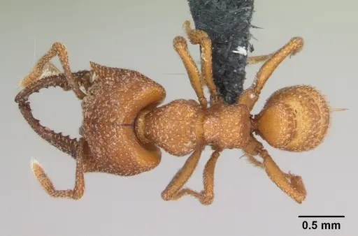 Mystrium camillae - CASENT0172778