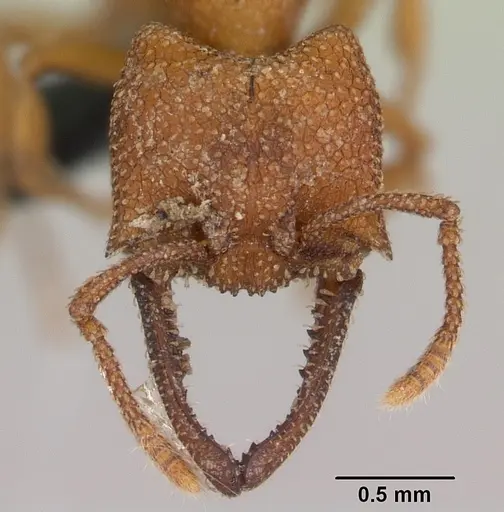 Mystrium camillae - CASENT0172778