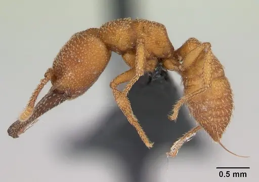 Mystrium camillae - CASENT0172778