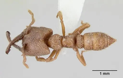 Mystrium camillae - CASENT0172833