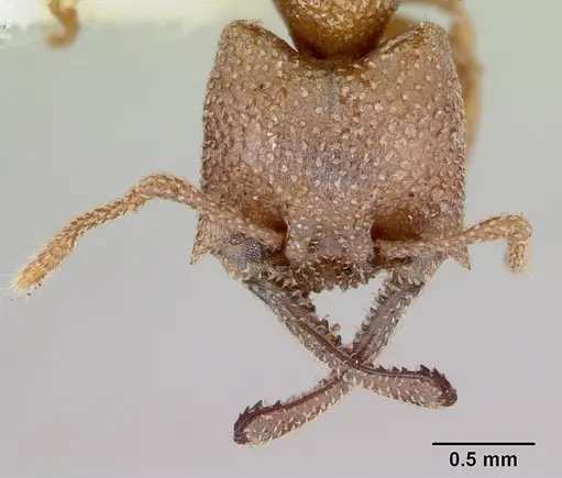 Mystrium camillae - CASENT0172833