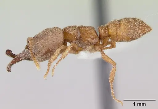 Mystrium camillae - CASENT0172833