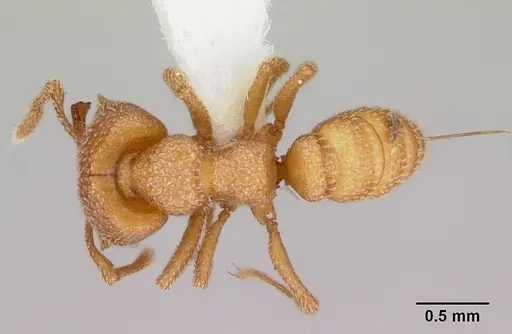 Mystrium camillae - CASENT0172834