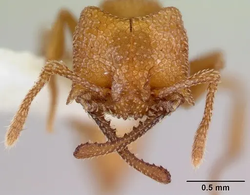 Mystrium camillae - CASENT0172834