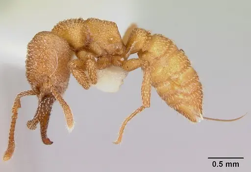 Mystrium camillae - CASENT0172834