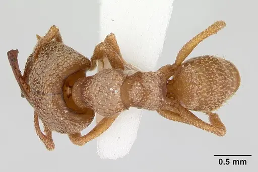 Mystrium camillae - CASENT0172835