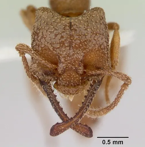 Mystrium camillae - CASENT0172835