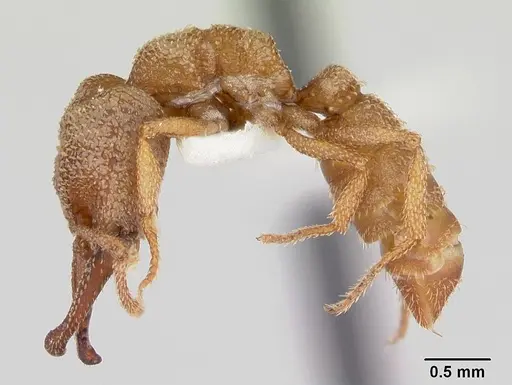 Mystrium camillae - CASENT0172835