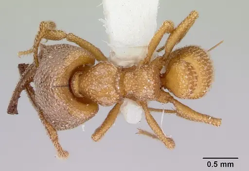 Mystrium camillae - CASENT0172836