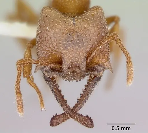 Mystrium camillae - CASENT0172836