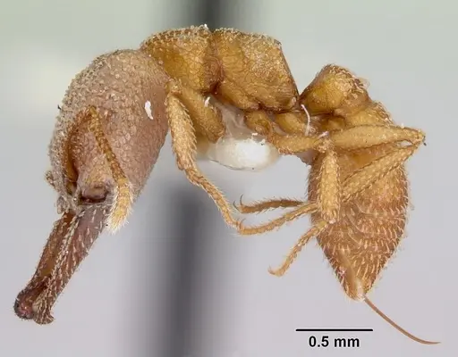 Mystrium camillae - CASENT0172836