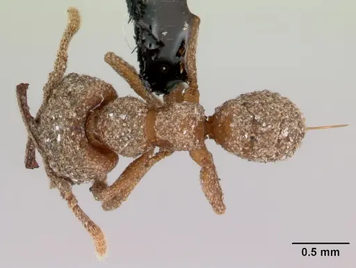 Mystrium camillae - CASENT0172837