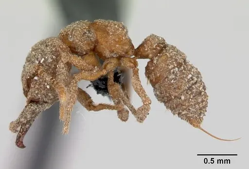 Mystrium camillae - CASENT0172837