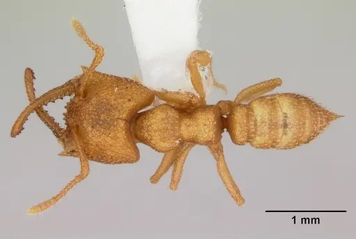 Mystrium camillae - CASENT0172838