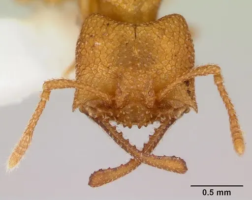 Mystrium camillae - CASENT0172838