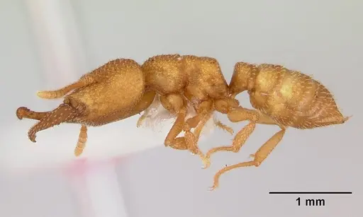 Mystrium camillae - CASENT0172838