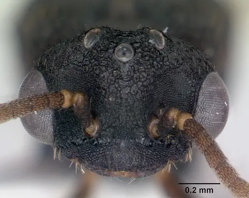 Mystrium camillae - CASENT0172839