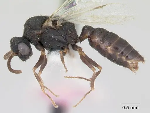 Mystrium camillae - CASENT0172839