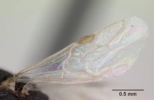 Mystrium camillae - CASENT0172839