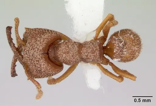 Mystrium camillae - CASENT0172840