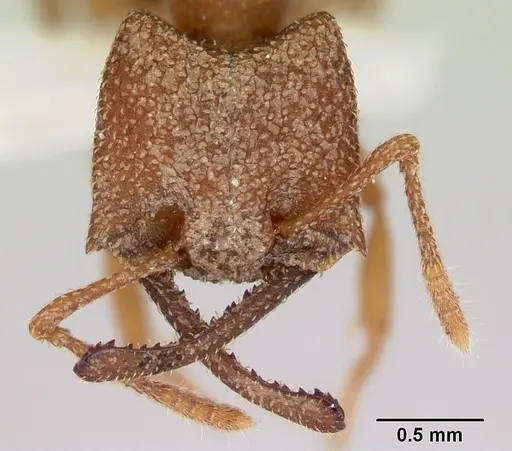 Mystrium camillae - CASENT0172840