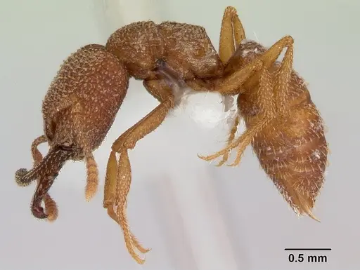 Mystrium camillae - CASENT0172840