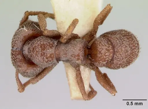 Mystrium camillae - CASENT0172841