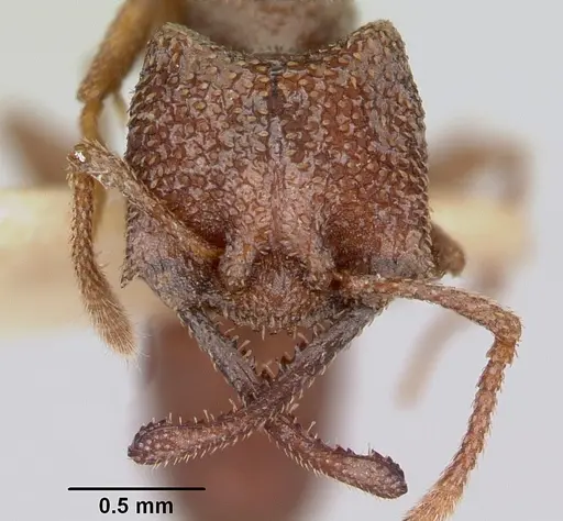 Mystrium camillae - CASENT0172841