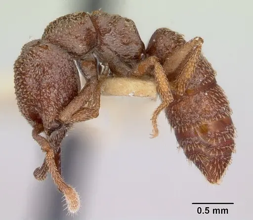 Mystrium camillae - CASENT0172841