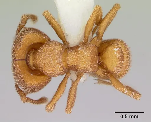 Mystrium camillae - CASENT0172842