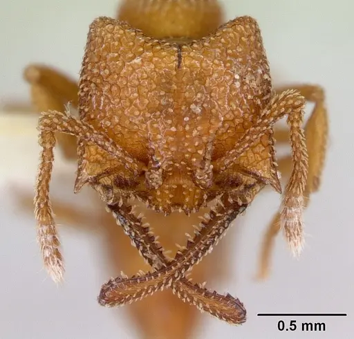 Mystrium camillae - CASENT0172842