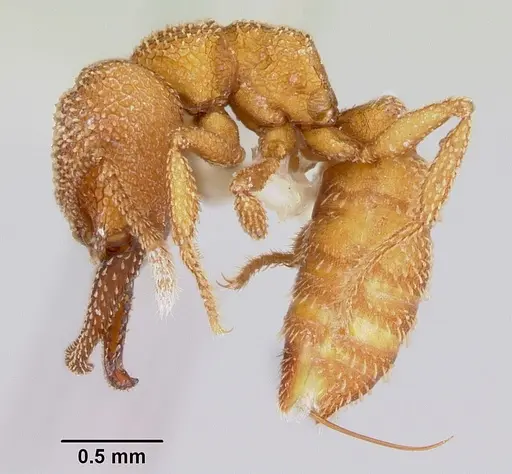 Mystrium camillae - CASENT0172842