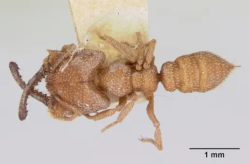 Mystrium camillae - CASENT0172843