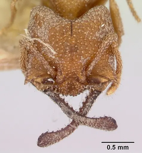 Mystrium camillae - CASENT0172843