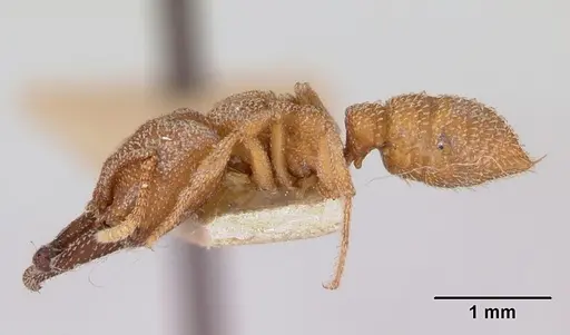 Mystrium camillae - CASENT0172843