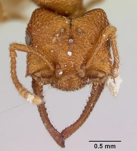 Mystrium camillae - CASENT0172844