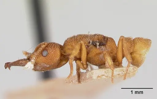 Mystrium camillae - CASENT0172844