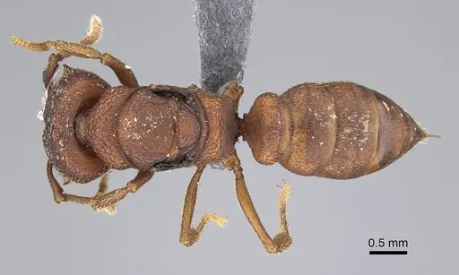 Mystrium camillae - CASENT0275389