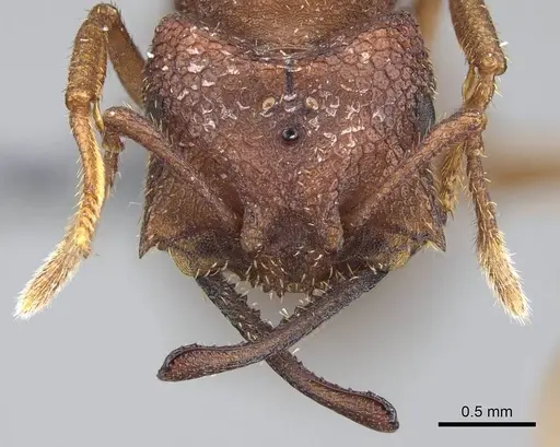 Mystrium camillae - CASENT0275389