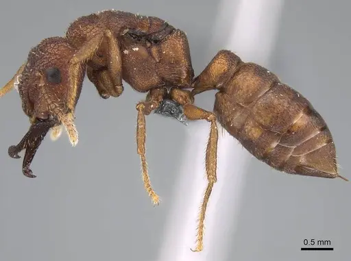 Mystrium camillae - CASENT0275389