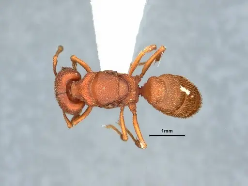 Mystrium camillae - CASENT0882101