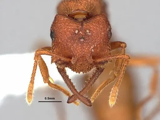 Mystrium camillae - CASENT0882101