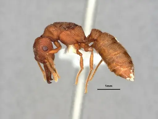 Mystrium camillae - CASENT0882101