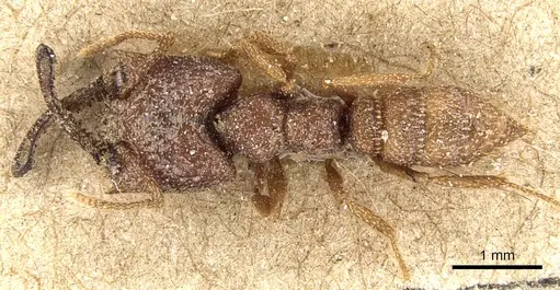 Mystrium camillae - CASENT0903790