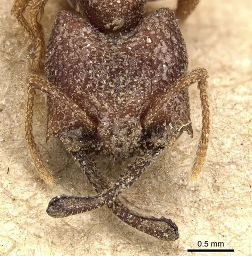 Mystrium camillae - CASENT0903790