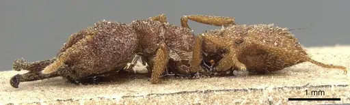 Mystrium camillae - CASENT0903790